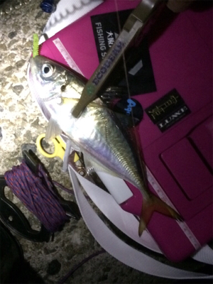 台風一過も絶好調