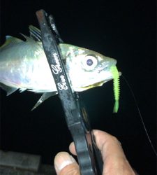 アジングナイト(爆釣)