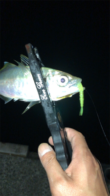 アジングナイト(爆釣)