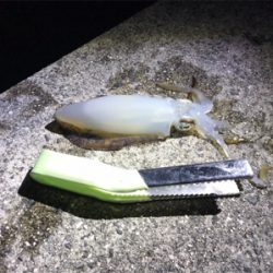 今季初エギング