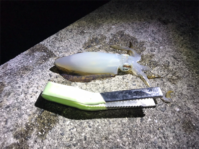 今季初エギング