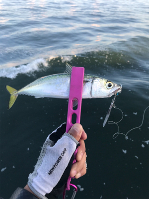 コスモスクエア釣果