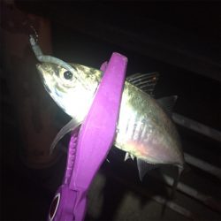 大阪湾奥アジング 中アジ連発!