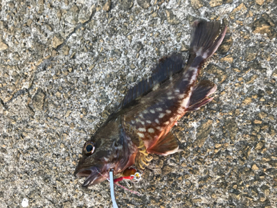 やっと俺のターン