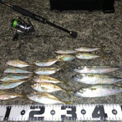 台風後アジング