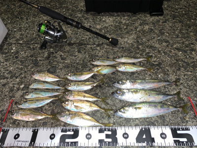 台風後アジング