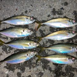 久々の入れ食い！