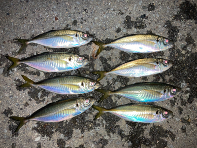 久々の入れ食い！