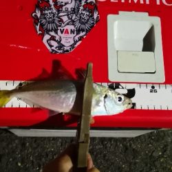 アジング練習 195