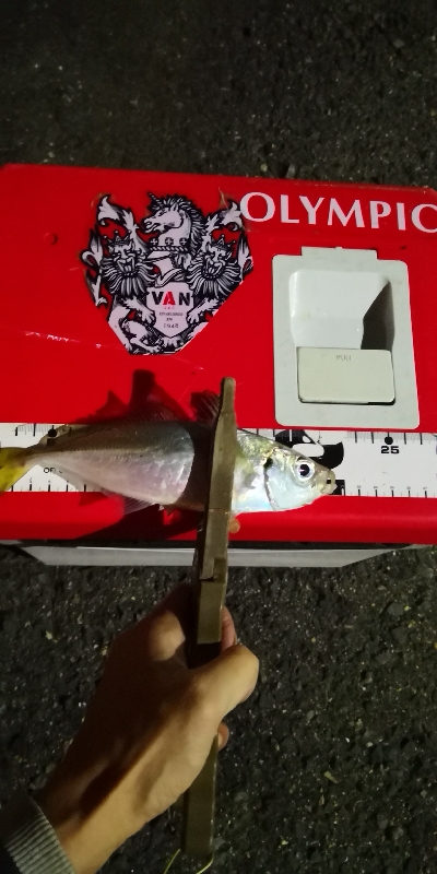 アジング練習 195