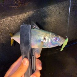 初姫路アジング♪