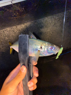 初姫路アジング♪