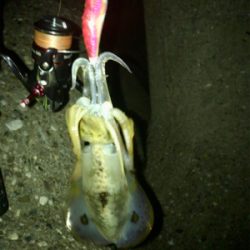 やっぱりエギング楽しい♪＼(^o^)／