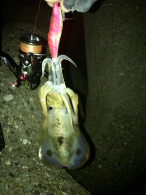 やっぱりエギング楽しい♪＼(^o^)／