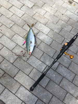 エソに始まりメジロ、そしてハマチ。。