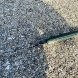 サヨリは釣れます。