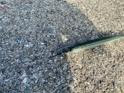 サヨリは釣れます。