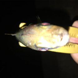 初投稿　アジング