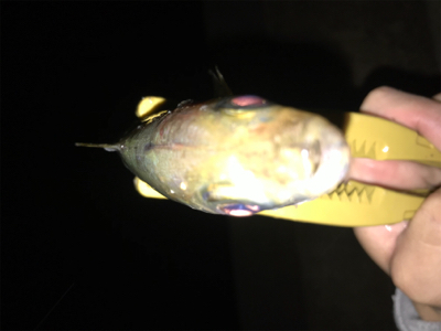 初投稿　アジング