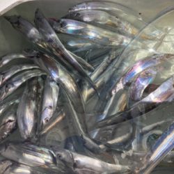 太刀魚釣りでまさかのマグロ！