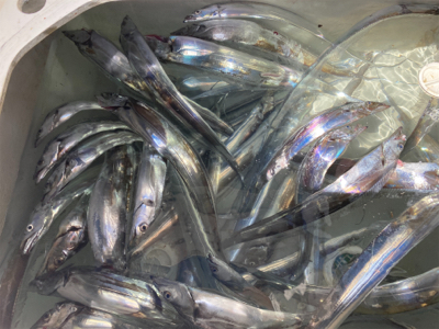 太刀魚釣りでまさかのマグロ！