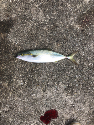 新波止にて朝練