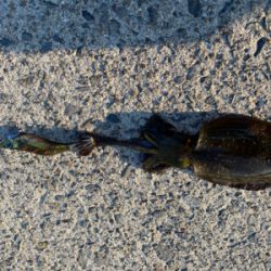 青物はまだいなかった。