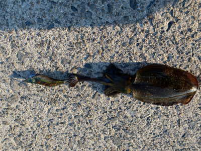 青物はまだいなかった。