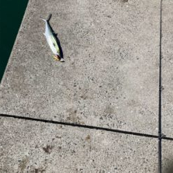 真昼間からルアーでサゴシナブラを狙い撃ち！