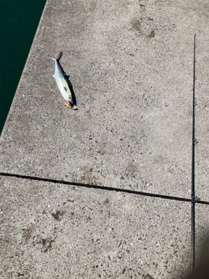 真昼間からルアーでサゴシナブラを狙い撃ち！