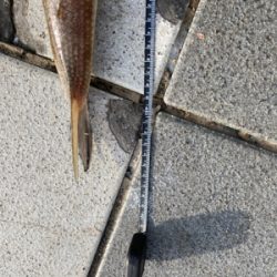 太刀魚〜エソ〜ダツ