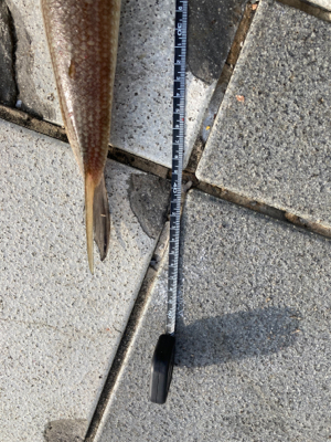 太刀魚〜エソ〜ダツ