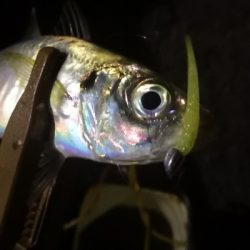 アジング練習 196