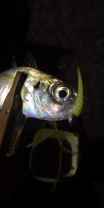 アジング練習 196