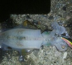 障泥烏賊　胴長、重さ自己最高記録更新！障泥烏賊4杯！カマス1匹！