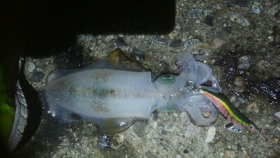 障泥烏賊　胴長、重さ自己最高記録更新！障泥烏賊4杯！カマス1匹！