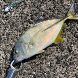 ヒラメ、メッキ　