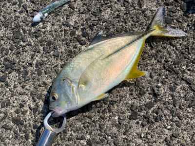 ヒラメ、メッキ　