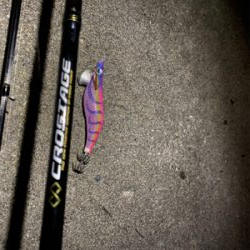 夕まずめエギング