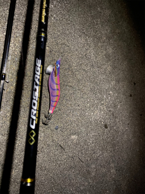 夕まずめエギング