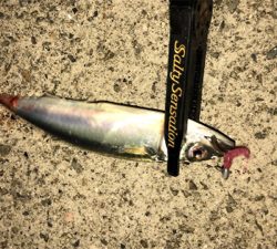 やっぱりサバ多い