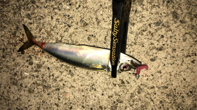 やっぱりサバ多い