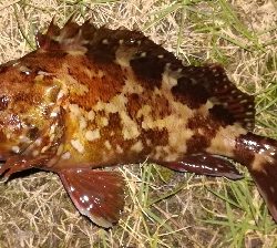 アジング不成立