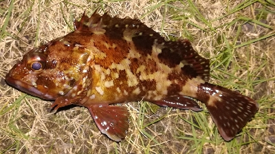 アジング不成立