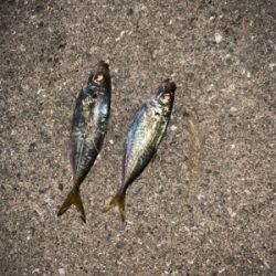 やっとこさアジ