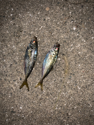 やっとこさアジ