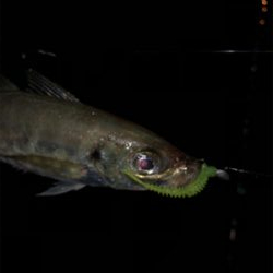 初タチウオ、おまけはアコウさん