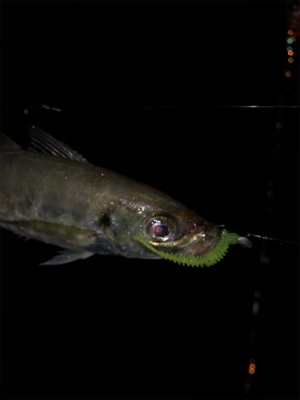 初タチウオ、おまけはアコウさん