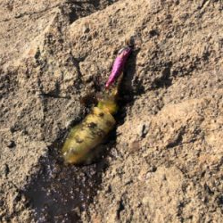 エギング ショアジギ