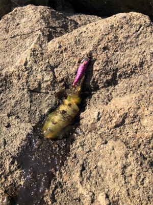 エギング ショアジギ